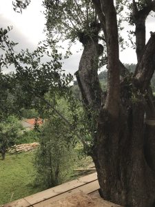 terrasse autour d'un arbre argibois